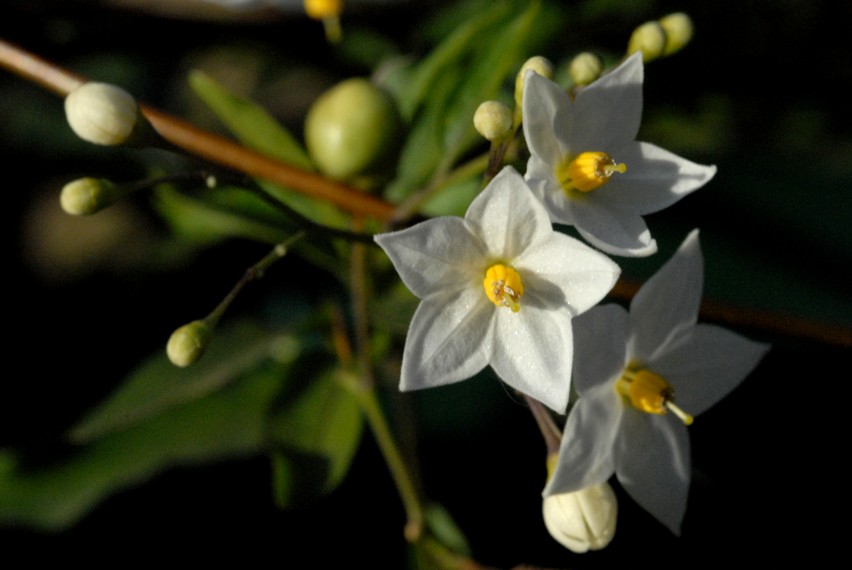 Scatti per Simonetta